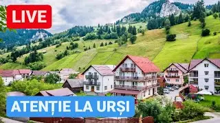 🔴 LIVE - ALERTĂ de URȘI pe traseu, urc pe MUNTE din MOIECIU spre FUNDATA