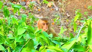 Hey little monkey SARO, Why hide here place?