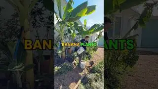 You can turn your food scraps into big, healthy banana racks instead of waste 🍌 #growinnhomes