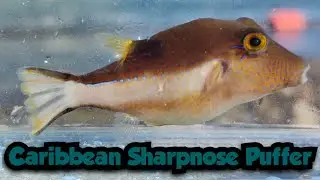 I Caught This Cool Puffer! | Caribbean Sharpnose Puffer