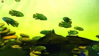New Tank Setup Green terror fish tank | green terror cichlid | green terror