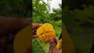 chausa mango cutting🥭🥭 #mango#shortsvideo #fruit