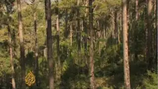 Pakistan tops Asia in deforestation