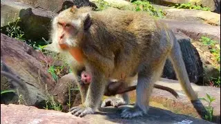 Amazing Cute Little Baby Monkey Dallas & Mom DeeDee