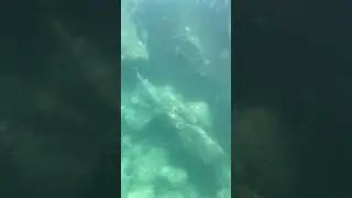 Onderzee&euml;r in Rovinj, invasie van kwallen.