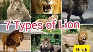 top kind of lions|lion species|lion video