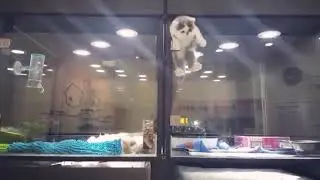 Cute Animals Doing Really Smart Things.