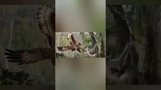 2023 bce vs 5000 bce  sloth #trending #viral #video #shorts #viral #animals #funnyclips #birds