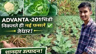 एक साथ तीन फसलें उगाई || ADVANTA -201 भिंडी निकलते ही नई फसलें तैयार ____✅
