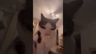 Crunchycat Luna