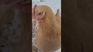 How to help stop frostbite on chicken's combs and wattles