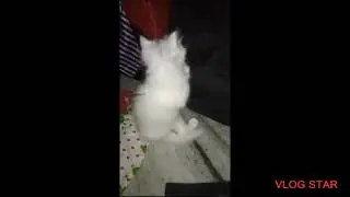 #persioncat #persion