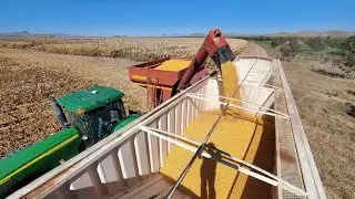 Harvesting Pivot Irrigated Corn