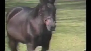 1984 Pompano Park Breeders Crown FRED VAN LENNEP Castleton Farms