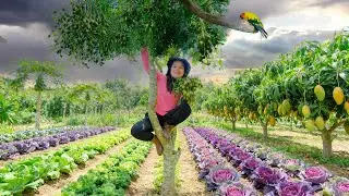 Harvest Farm Produce: Ambarella, China Broccoli, Purple Bok Choy, Mangoes...To Sell At The Market