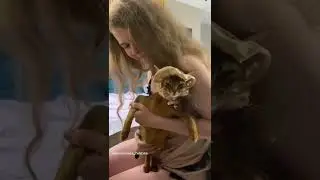 Анджелина Джоли в мире Абиссинских кошек(The most beautiful Abyssinian Cat)