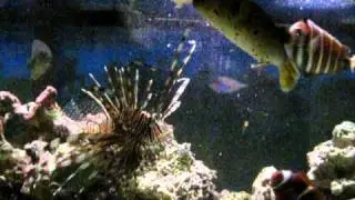 Lionfish vs Dogface Puffer during feeding time