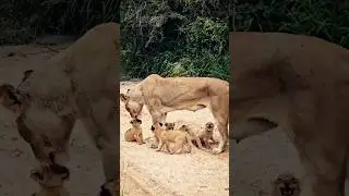 A Group Of Adorable Tiny Lion Cubs 🥰