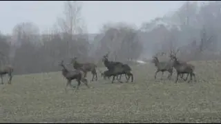 Jelen byk zrzuca poroże 1min 10 sec 7luty