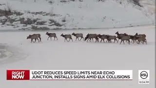 UDOT reduces speed limits around Echo Junction amid elk collisions