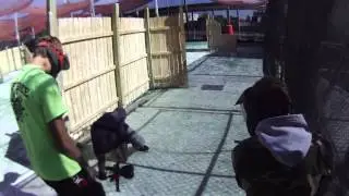 nut shot