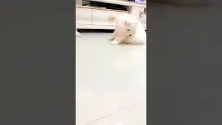 最可爱的鹦鹉 tiktok #shorts #29114