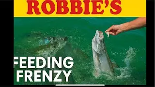 LIVE 🐟 Feeding Frenzy at Robbie&rsquo;s Florida Keys! | Tarpon Go Wild