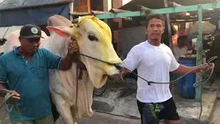 Sapi putih 1 ton Desa Lumpur Sindujoyo Gresik idul adha tahun ini