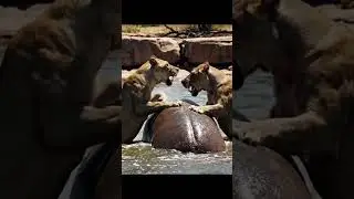 Fierce Battle Between Hippo and Lion 🦛🦁 | Brutal Wildlife Showdown I Wildlife Miracles
