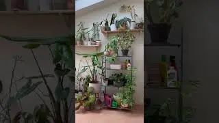How amazing is this plant room? Spot the for peat&rsquo;s sake! compost🪴 #rareplants #houseplants #plants
