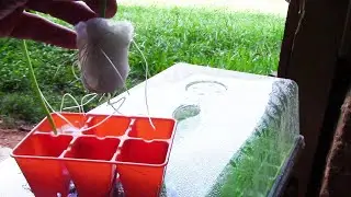 Starting seeds in cotton balls?? You've got to be kidding me!!