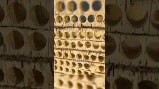 How Wine Corks Are Really Made 🍷🌳
