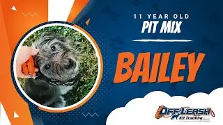 Pit Mix, 11 Year Old, Bailey | Best Dog Trainers Northern VA | Off Leash K9