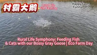 Rural Life Symphony: Feeding Fish & Cats with our Bossy Gray Goose | Eco Farm Day #beautiful