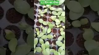 PRO- TRAY NURSERY TECHNIQUE FOR HOME GARDEN. Ridge gourd plant nursery.