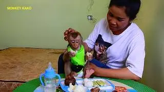 Baby Monkey Kako Have Lunch Very Delicious At Bed Room