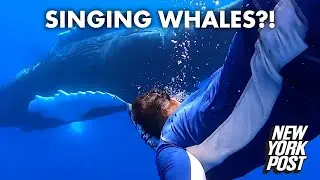 Singing humpback whales surround divers in this magical moment | New York Post