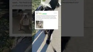 WINPRO Allergy Worked for Brenda's Dog
