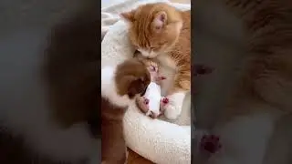 A Crying Kitten Gets the Sweetest Comfort Watch This Heartwarming Moment #kittens #pets #cute