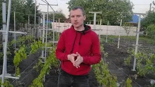 Fighting grape mites (itch mites)
