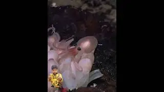 Baby Octopus coming out of 🥚🥚 eggs 😍#reaction #ytshort #viral #octopus #shorts