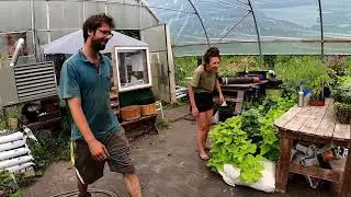 Tomates en serre @ La Ferme Verte - 2020-07-22