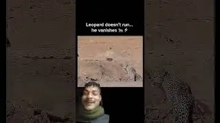 #funny #wildlife #leopard #laugh #fast #nature #interesting #fypシ #crazy #omg #respect