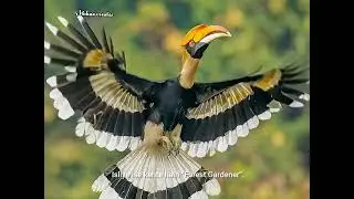Meet Nature's Engineer Great hornbill❤️