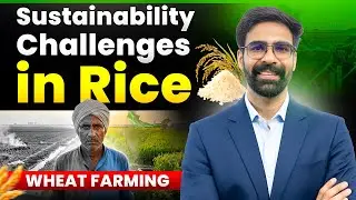Rice&ndash;Wheat Cropping System in India | Sustainability Challenges, Causes & Solutions
