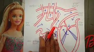 human heart, | Describe the human heart diagram | Describe the structure of the human heart diagr...