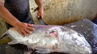 FASTEST WORKERS IN THE WORLD FISH CUTTING || HUGE FISH CUTTING SKILLS