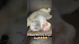 Waking up Bright Boy🤣🤣🤣 #cats #adorably  #cutepets #adoreble #kittens #cat #catvideos #catshorts