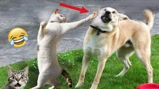 ULTIMATE Cat and Dog Videos 2025  | FUNNIEST Pets