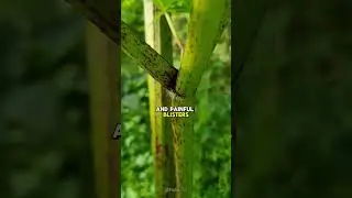 Giant Hogweed 🍃